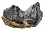 Fossil Eocene Coryphodon Mammal Tooth - Wyoming #316499-1